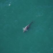 Gray Whale Spotted in the Atlantic Ocean, Where They’ve Been Extinct for Hundreds of Years