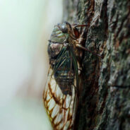 How Cicada Urination Habits Can Shape Our Future and the Planet’s Survival