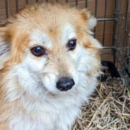 Increased Missile Attacks on Ukraine Lead to Emergency Evacuation of Homeless Pets Near Frontlines