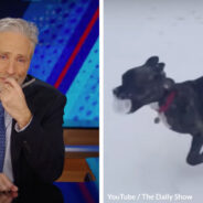 Jon Stewart’s Emotional Farewell to Dipper Sparks Massive Support for Rescue Animals