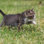 Kitten Meows Outside Apartment at 4 a.m., Immediately Runs to Bed When Tenant Opens the Door