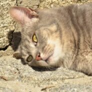 Little Gray Kitten Crashes a Family’s Walk with Their Dog