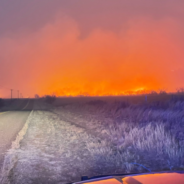 “Lucky” Black Cat Survives Texas Wildfire And Leads Game Warden To More Kittens