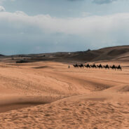 Mongolia’s Winter of Despair — Nearly 5 Million Animals Lost to Brutal Dzud