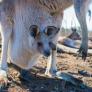 Monkey Mayhem and Kangaroo Carnage? Concerns Loom as New Hampshire Considers Wild Pets Legislation