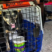 Nearly 50 Shelter Pets Safely Land In Wisconsin To Start New Life