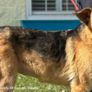 Neglected One-Eyed Dog With Heart Of Gold Finds Loving Home