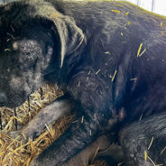 Oklahoma Shelter Puppies & Their Moms Are Thriving Thanks To Your Donations