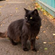 Once Shelter Cat Gets Out of His Cage, He Becomes the Ultimate Velcro Kitty