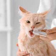 Products that Support Your Dog or Cat’s Dental Health