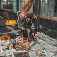 Rescue Dogs Face Euthanasia after Abandonment at Los Angeles Kennel