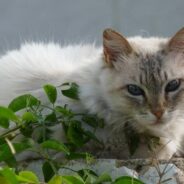 Self-Proclaimed Dog Person Takes in Cat Whose Owner Died