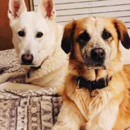 Senior Shepherd and Owner Were Longtime Fosters, But Decided to Add Another Senior Permanently