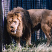 Simba the Lion Trapped in Despair at Tregembo Animal Park