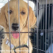 Starving Golden Searching For Scraps Outside McDonald’s Will Never Go Hungry Again In New Home