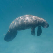 Starving Manatees Push Wildlife Advocates to Sue Federal Agency