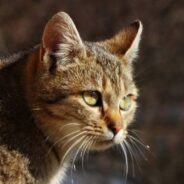 Stray Cat Shows Up Just As Family Loses Their Two Beloved Senior Cats