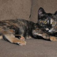 Stray Tortie Taken in By Neighbor, Gives Birth a Week Later