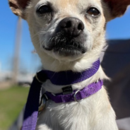 Stressed Pets at New Orleans Shelter Take Comfort in Donated Toys & Treats