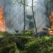 Texas Wildfires Unleash Unprecedented Havoc on Wildlife and Livestock