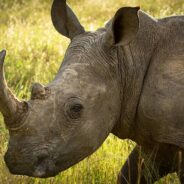 They Have Bird Sidekicks, And Other Fascinating Facts About the Rhino