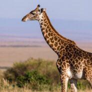 They Have Sky-High Blood Pressure, and Other Fascinating Facts About Giraffes