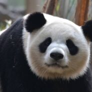 They Haven’t Always Been Classified as Bears, and Other Interesting Facts About the Panda