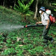 Time to Ditch the Chemicals? Nature’s Own Pest Control Revolutionizes Farming