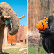 Toledo Zoo Hosts Easter Egg Hunt For Animal Residents