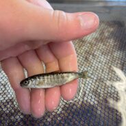 Tragedy Strikes Northern California River — Over 800,000 Salmon Fry Killed