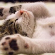 Unlocking Cat Dreams: Exploring the Science of Feline Sleep Behaviors