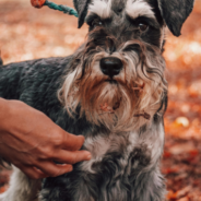 Vet Shares The 5 Most Overlooked Spots To Find Ticks On Your Dog