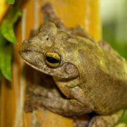 We’re Working to Survey and Protect a Biodiversity Hotspot in Vietnam, and You Can Help