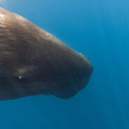 Whales Use Poop Clouds to Fend Off Orca Attacks in Dramatic Ocean Showdown