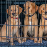 Whistleblower Email Says Los Angeles Shelters Overcrowded and Struggling as 800 Dogs Face Euthanasia Crisis