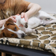 Why Acupressure Is an Effective Way to Help a Fearful Dog