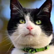 Woman Decides to Adopt Cat with Cerebellar Hypoplasia the Second She Meets Her