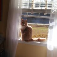 Woman Rescues Cat Dropped Into Her Yard By a Hawk