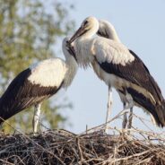 Young Birds Perfect Their Migratory Behavior Through Learning and Exploration, Research Shows