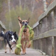 Your Dog Understands That Words Stand for Certain Objects, New Research Shows