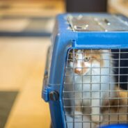 American Airlines Eases a Portion of its Carry-On Policy to Make Pet Travel a Bit Easier