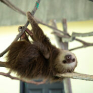 Animals Suffer in Silence Behind the Scenes of ‘Sloth King’ Exotic Petting Zoo Nightmare