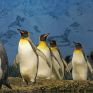 Baby Emperor Penguins Take Death Defying Leap Off 50ft Cliff