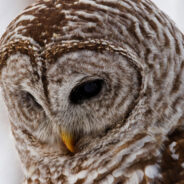 Barred Owls Could Pay the Price to Save Their Endangered Cousins