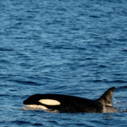 Brave Little Hunter The Orca Calf Battles for Survival in Canadian Waters