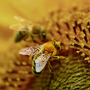 Bumblebee Queens Defy Odds, Living Underwater for a Week