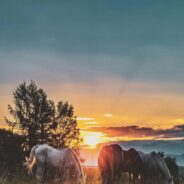 Canadian Horses Face Harrowing Journey to Japanese Slaughterhouses