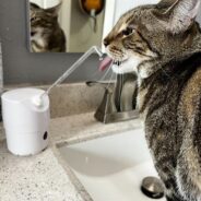 Cats and People Agree: On-Demand Cat Fountains Are Superior!