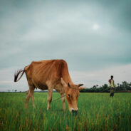 CDC Confirms New Bird Flu Risk After Mutated Strain Passes To Farmer In Texas