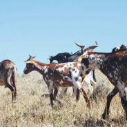 Desperate Plea for Help as Wild Goats Take Over Italian Paradise